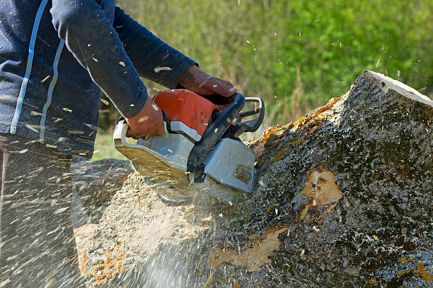 Best Tree Trimming Near Me  in USA